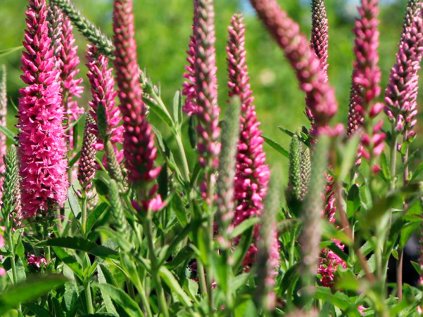 5906 rozrazil klasnaty rosa resized