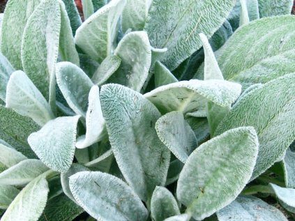 5909 stachys byzantina resized