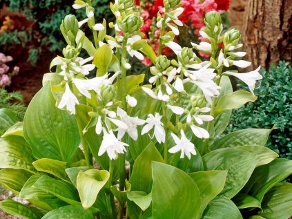 hosta royal standard resized