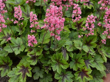 Heucherella Pink revolution