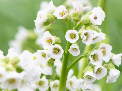 bergenia cordifolia snowtime
