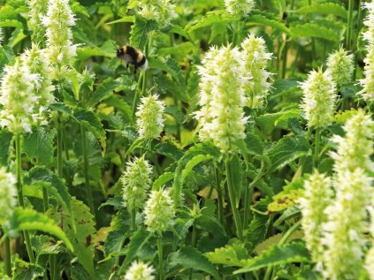 5924 agastache svraskala alabaster resized