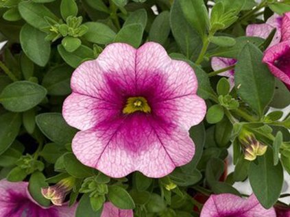 MiniFamous Neo Frozen Berry