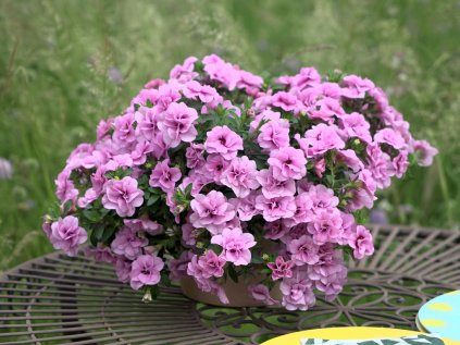 5976 minifamous uno double pink purple eye