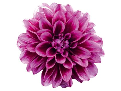 5979 dalaya meena amal