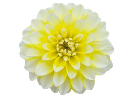 5988 dalaya meena surya