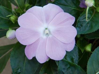 6000 mattina lavander 17