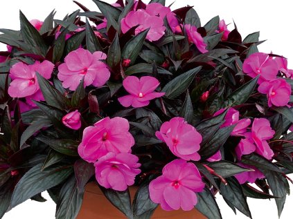 6006 mattina shinning violet