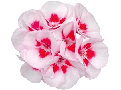 Pelargonium talia