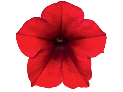 6018 alpetunia red velvet