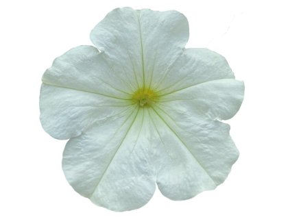 6021 alpetunia white 25