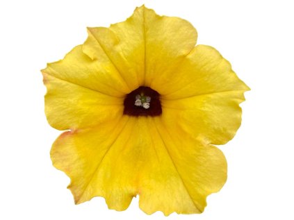 6024 alpetunia yellow dark center