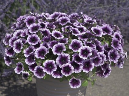 Famous Violet Dark eye