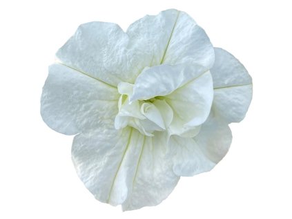 sweetsunshine pure white