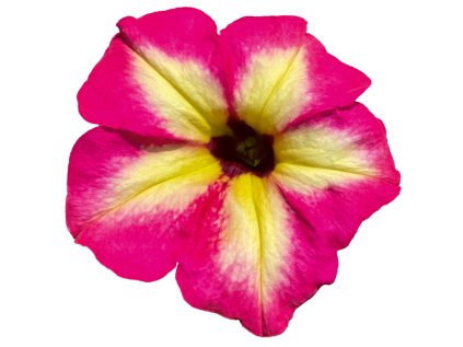 6036 alpetunia magenta yellow star