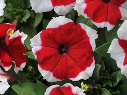 6039 famous red picotee