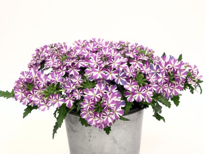 verbena drums plumbrella