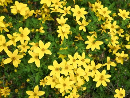 bidens eldoro yellow early