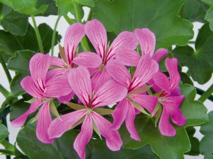 pelargonium balcon lilac