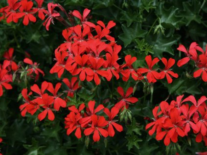 pelargonium balcon red