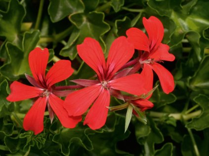 pelargonium decora red