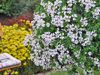 pelargonium glacie white
