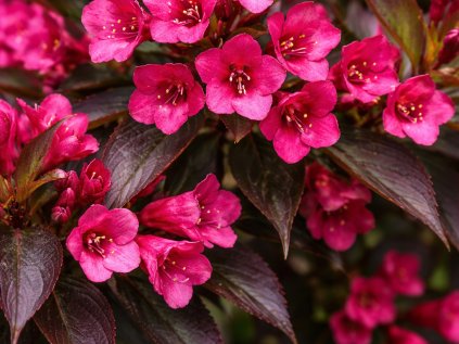 weigela florida ruby queen