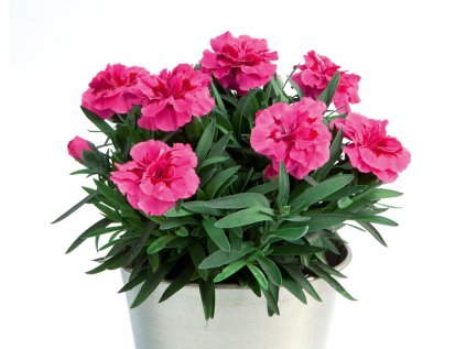 dianthus oscar