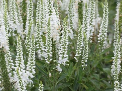 6117 veronica spicata alba