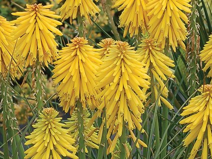 6123 banana popsicle kniphofia hybrida 75088 1