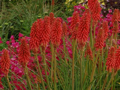6126 redhot popsicle kniphofia hybrida 79376 1