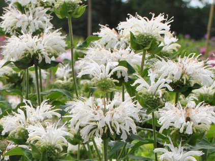 bee bright monarda hybrida 77474 1