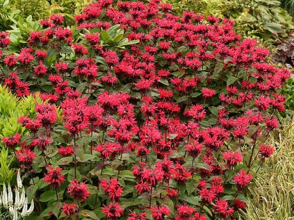 6135 bee happy monarda hybrida 74279 1