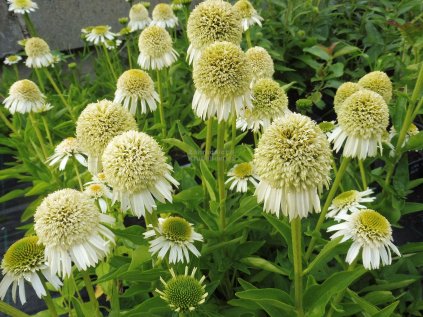 6138 echinacea delicious nougat