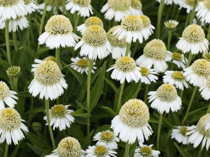 6144 31304 echinacea delicious ice