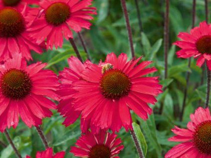 6147 selecta sensation pink