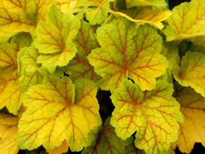 6150 31016 heuchera electra