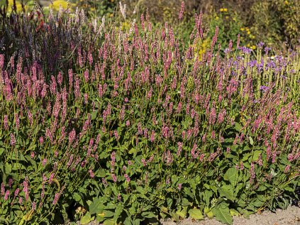 ample pink persicaria amplexicaulis 71485 1