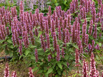 6156 beelicious purple agastache hybrida 74408 1
