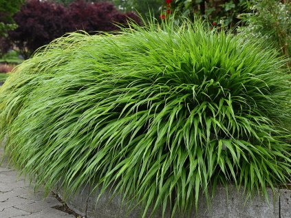 6159 greenhills hakonechloa macra 75024 1