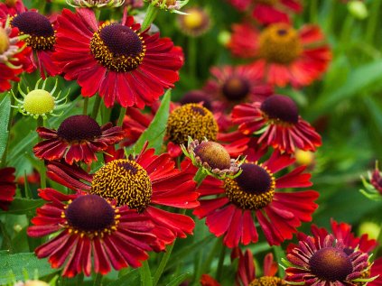 6162 mariachi siesta helenium hybrida 79085 1