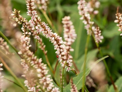 js misty morning persicaria amplexicaulis 71472 2