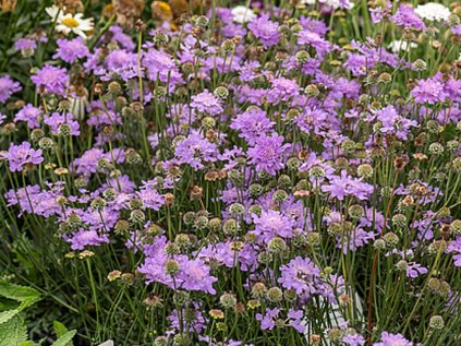 scabiosa flutter blue