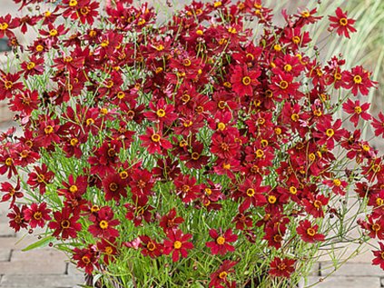 6171 coreopsis ruby red