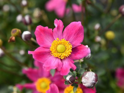 6174 summer breeze vibrant pink anemone 73261 1