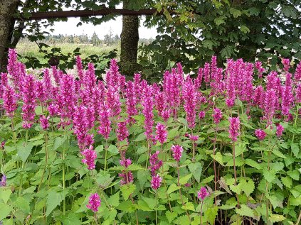 6177 danish delight agastache hybrida 70766 1