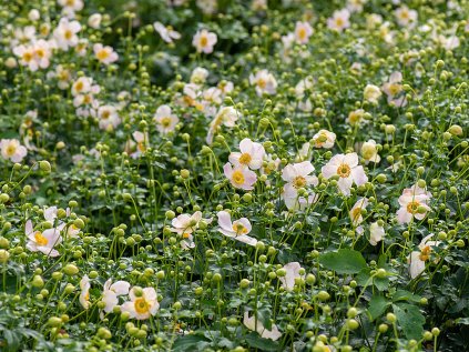 6180 pretty lady maria anemone 73237 1