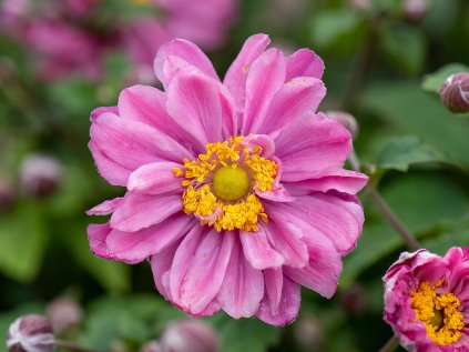 pamina anemone 73202 1