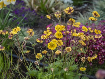 6186 golden joy geum hybrida 74898 1
