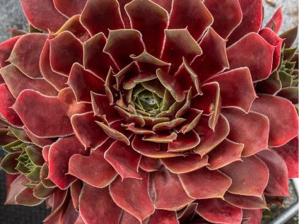 6189 bigsam ruby star imp sempervivum hybrida 76113 1